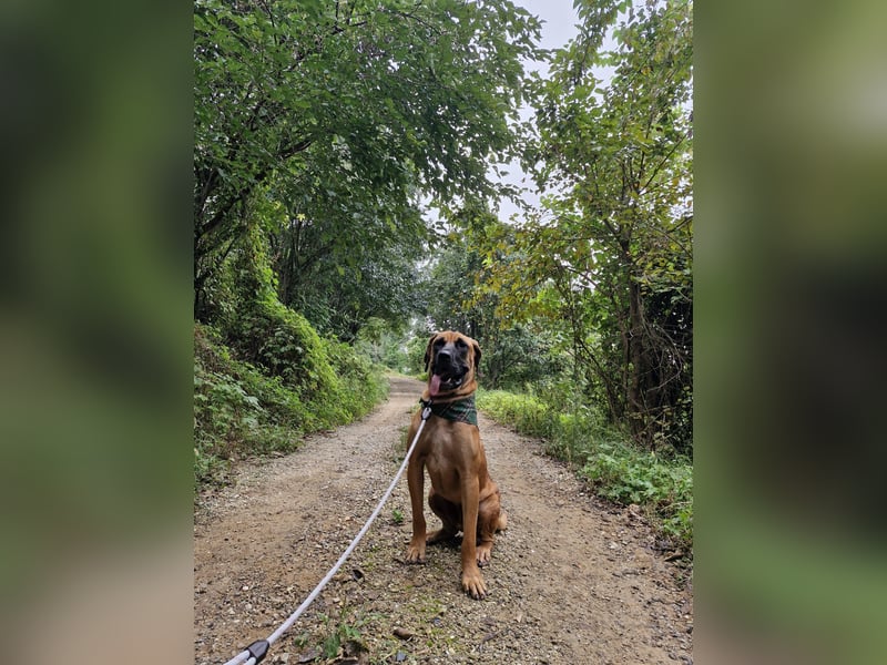 Chowon, unser Riesenbaby sucht Dich,