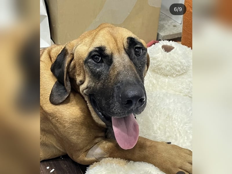 Chowon, unser Riesenbaby sucht Dich,