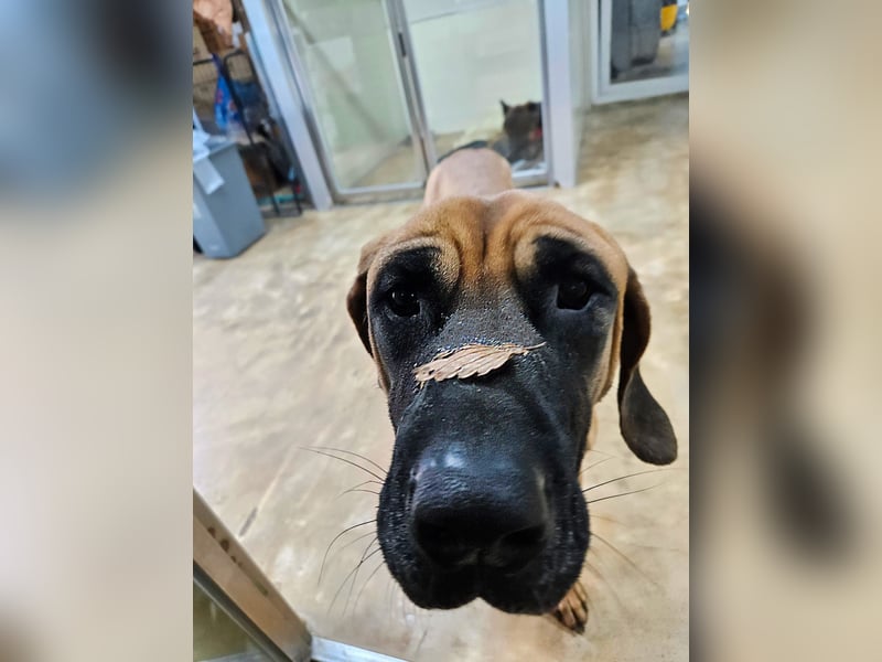 Chowon, unser Riesenbaby sucht Dich,