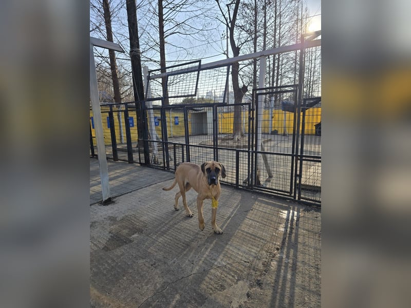 Chowon, unser Riesenbaby sucht Dich,