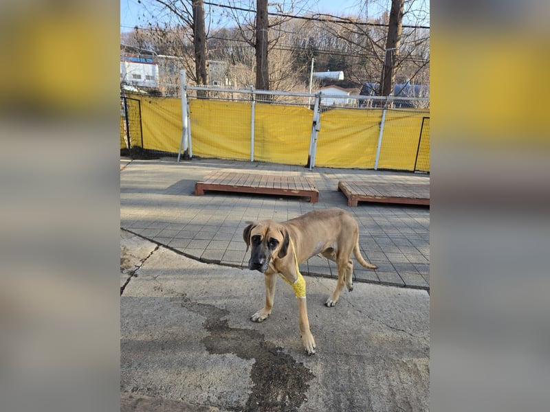 Chowon, unser Riesenbaby sucht Dich,