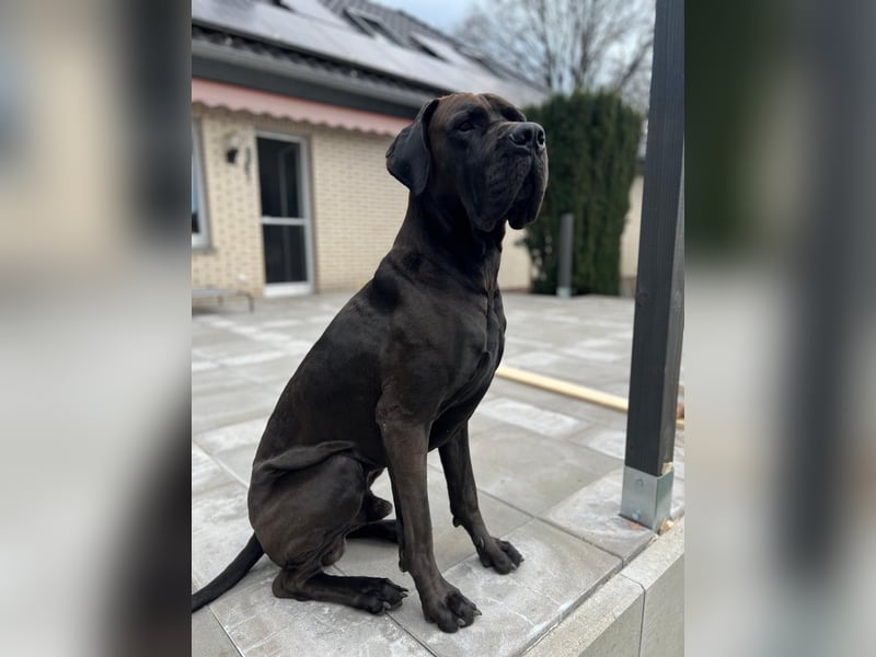 Deutsche Dogge ARES sucht seinen Menschen