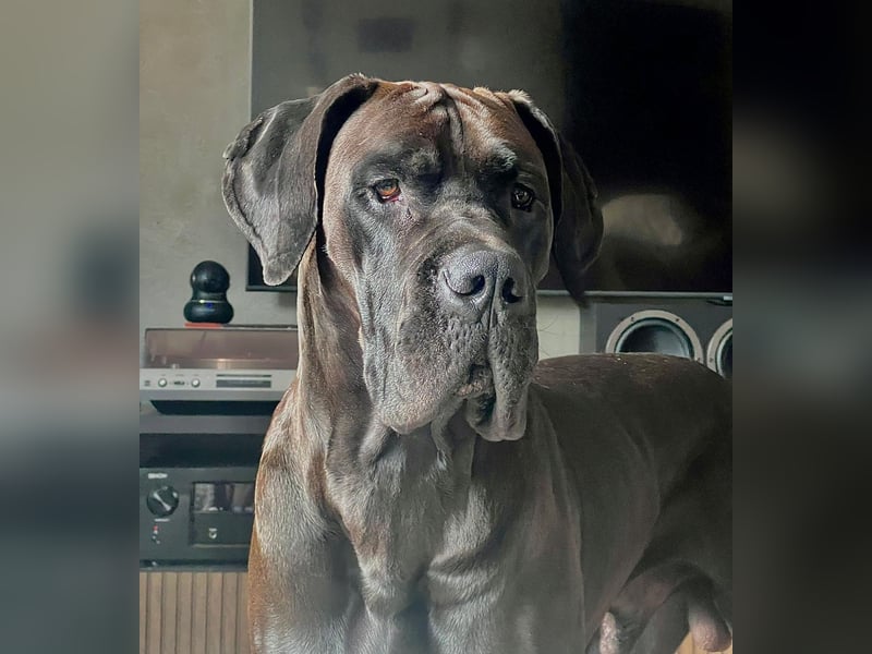 Deutsche Dogge ARES sucht seinen Menschen