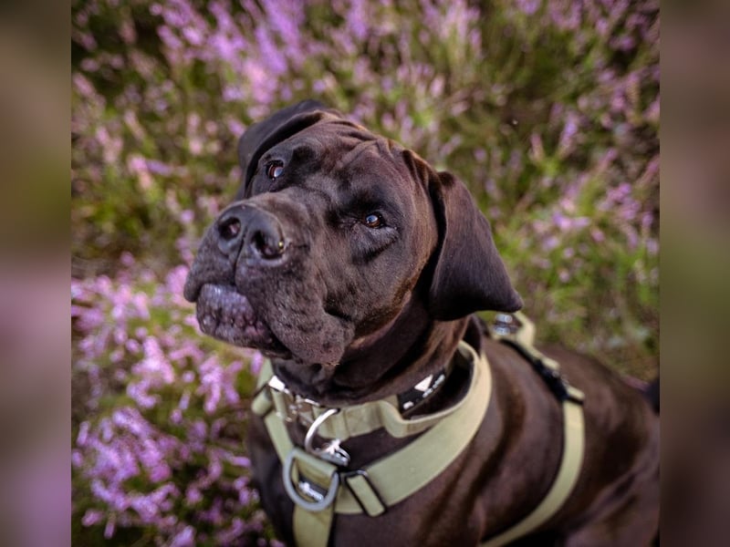 Deutsche Dogge ARES sucht seinen Menschen