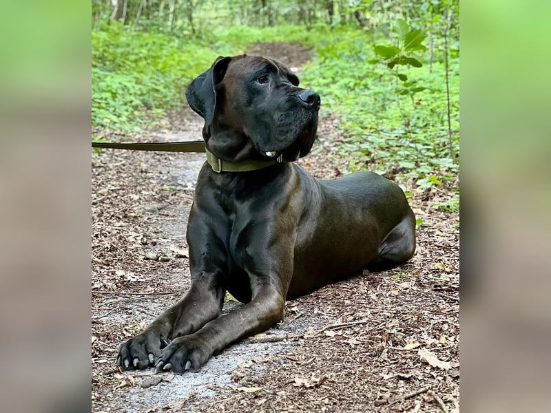 Deutsche Dogge ARES sucht seinen Menschen