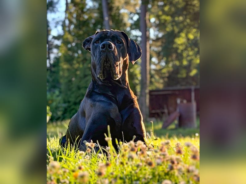 Deutsche Dogge ARES sucht seinen Menschen