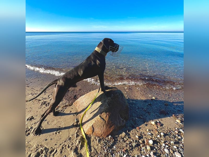 Deutsche Dogge ARES sucht seinen Menschen