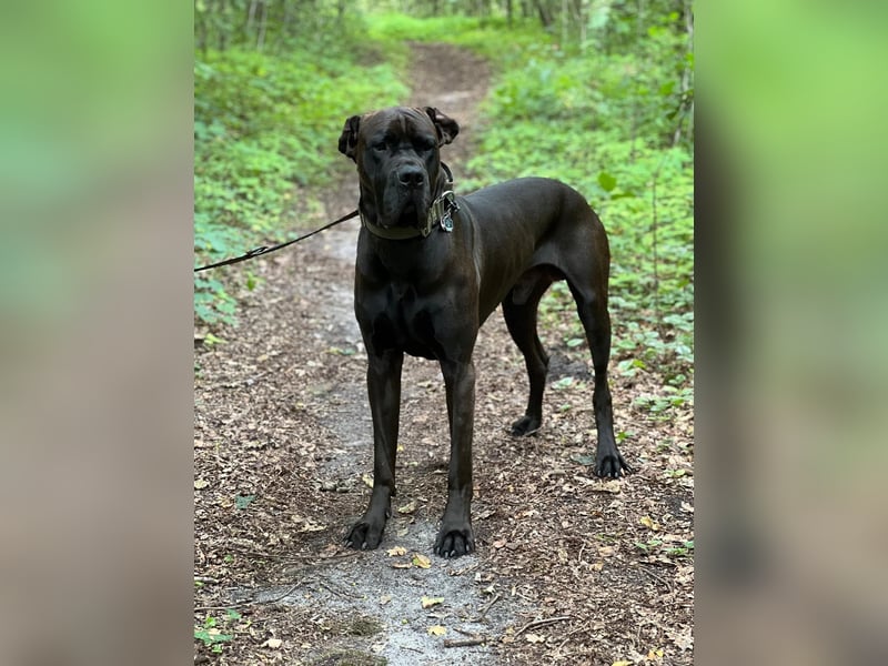 Deutsche Dogge ARES sucht seinen Menschen