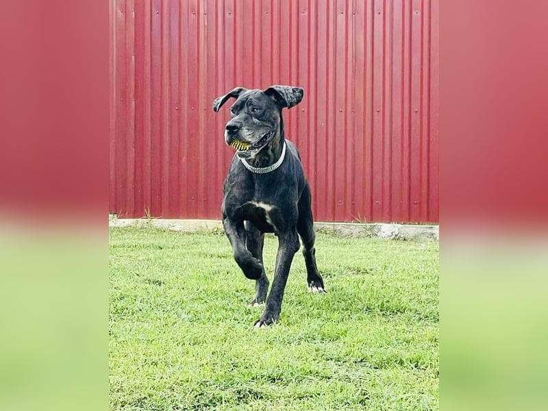 Minnie von kettenlos