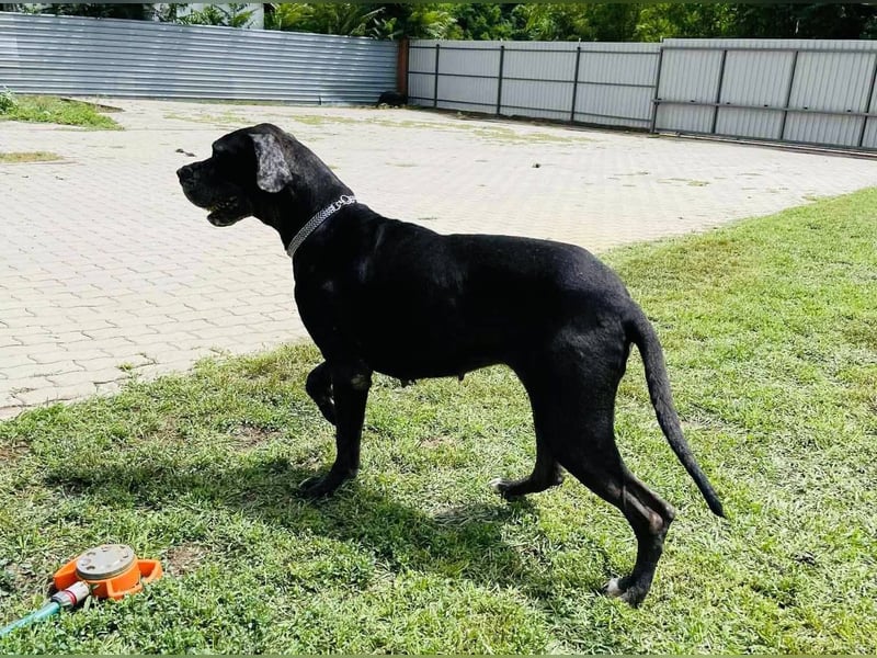 Minnie von kettenlos