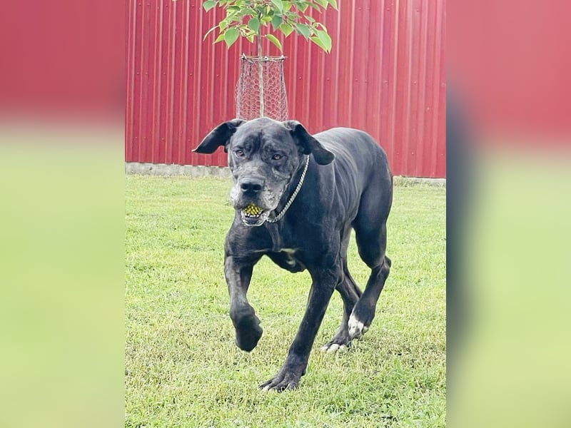 Minnie von kettenlos