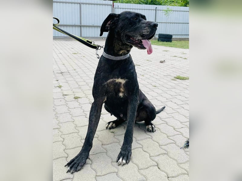 Minnie von kettenlos