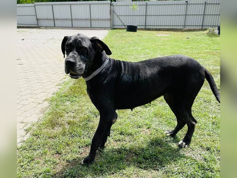 Minnie von kettenlos