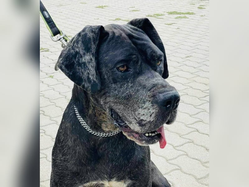 Minnie von kettenlos