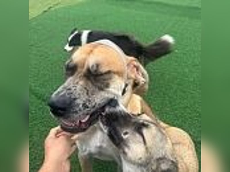 Lux, der freundliche Riese