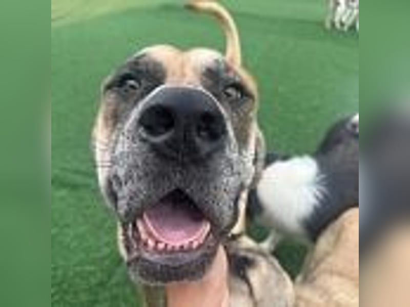 Lux, der freundliche Riese