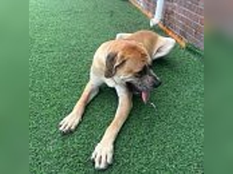 Lux, der freundliche Riese