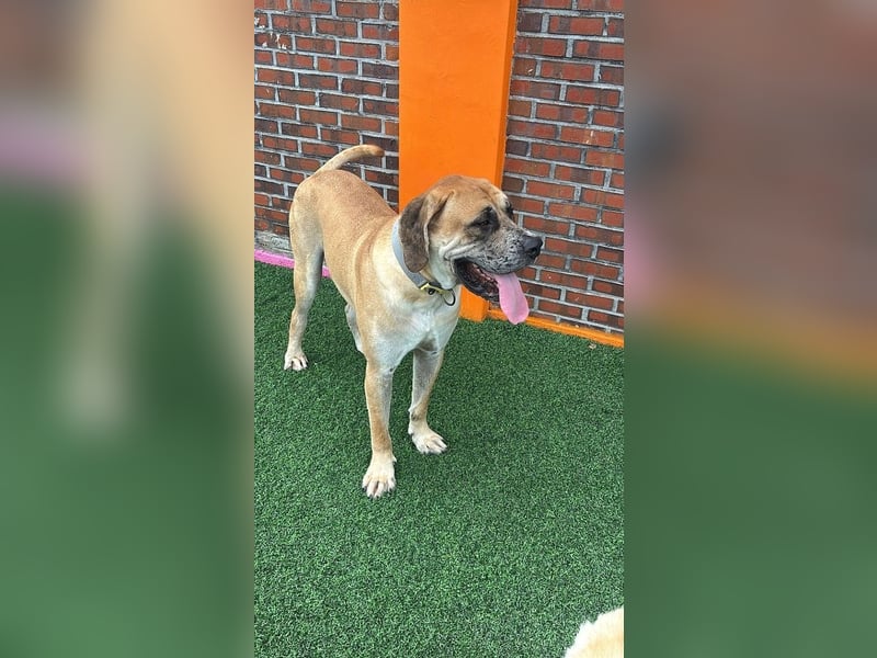 Lux, der freundliche Riese