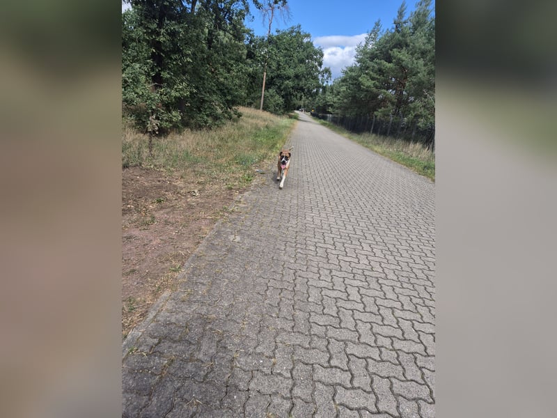 Dogge-Boxer-Mischlingsrüde