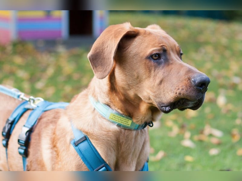 Cadillac - Power und Lebensfreude pur - Tierhilfe Franken e.V.