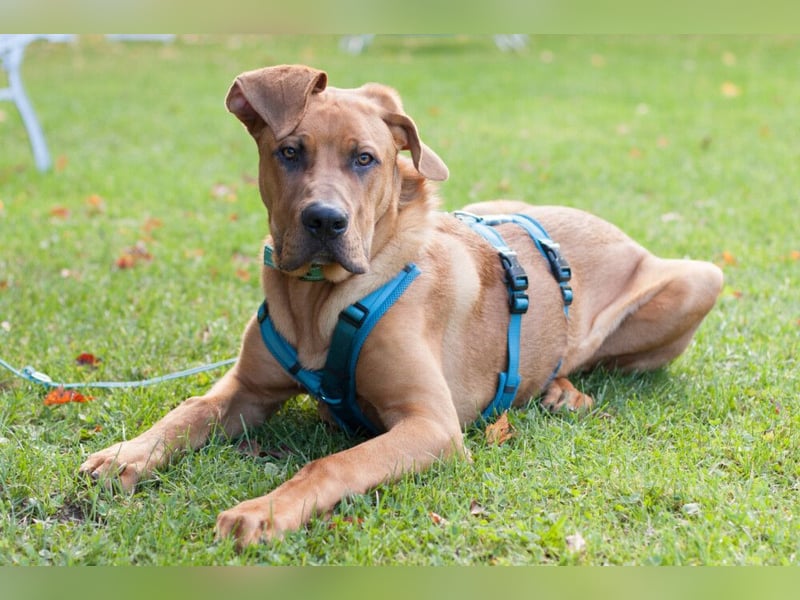Cadillac - Power und Lebensfreude pur - Tierhilfe Franken e.V.