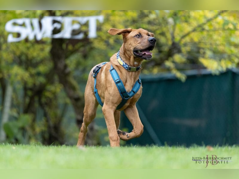 Cadillac - Power und Lebensfreude pur - Tierhilfe Franken e.V.