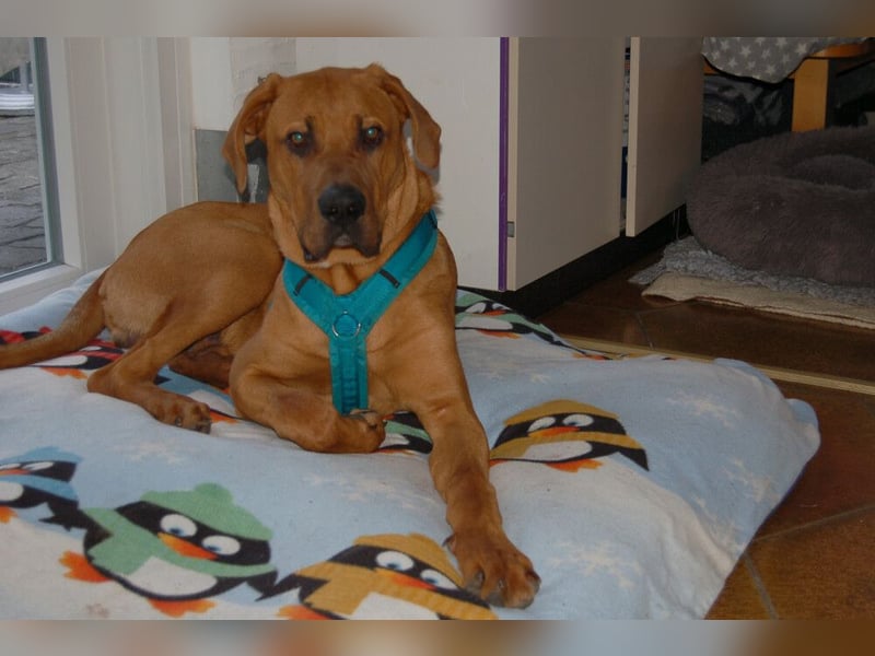 Cadillac - Power und Lebensfreude pur - Tierhilfe Franken e.V.