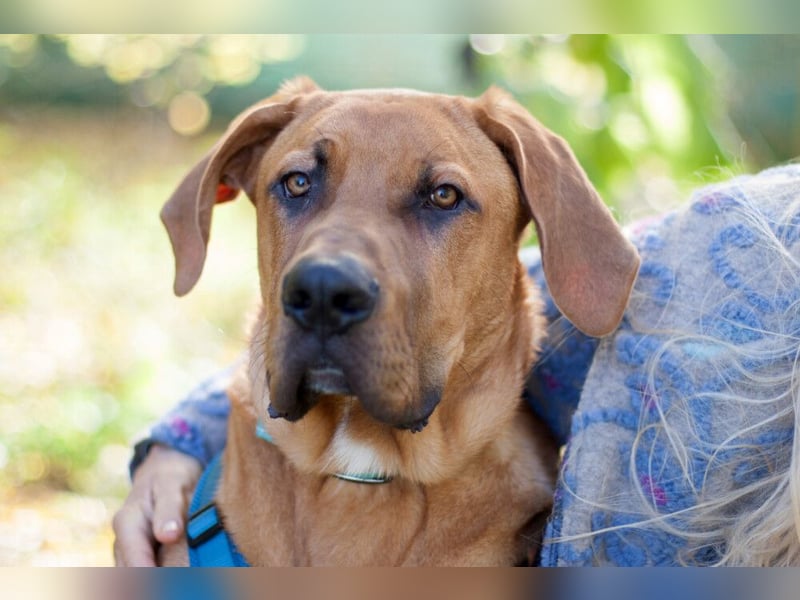 Cadillac - Power und Lebensfreude pur - Tierhilfe Franken e.V.