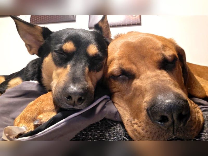 Cadillac - Power und Lebensfreude pur - Tierhilfe Franken e.V.