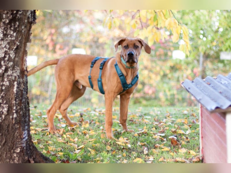 Cadillac - Power und Lebensfreude pur - Tierhilfe Franken e.V.