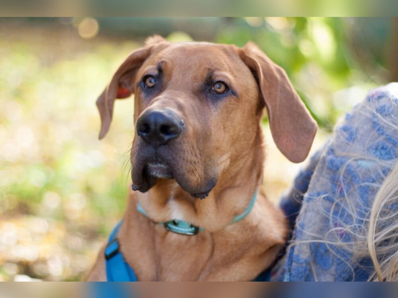 Cadillac - Power und Lebensfreude pur - Tierhilfe Franken e.V.