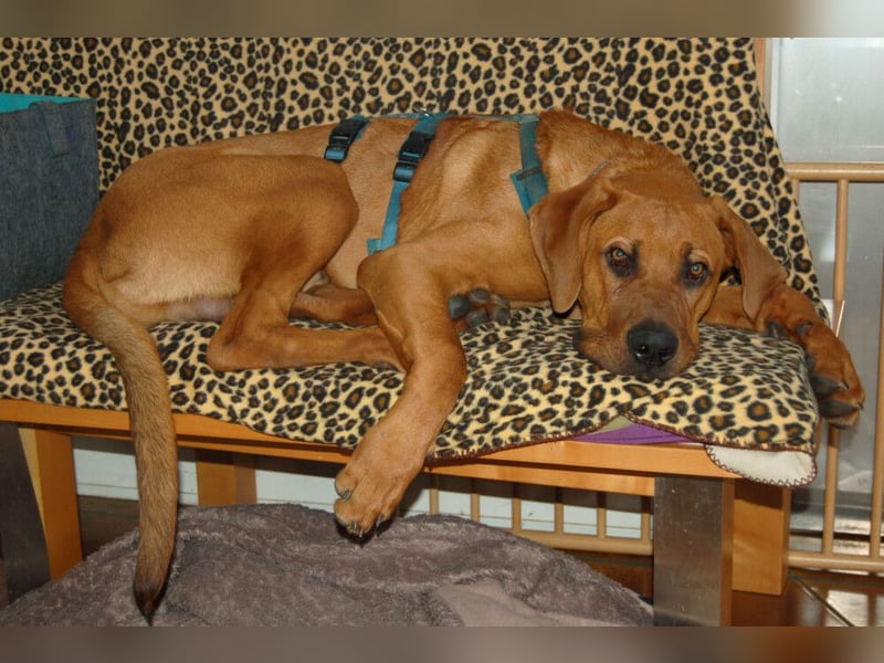 Cadillac - Power und Lebensfreude pur - Tierhilfe Franken e.V.