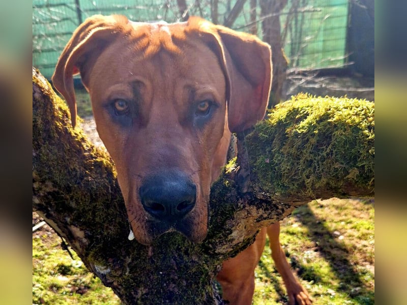 Cadillac - Power und Lebensfreude pur - Tierhilfe Franken e.V.