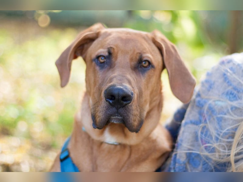 Cadillac - Power und Lebensfreude pur - Tierhilfe Franken e.V.