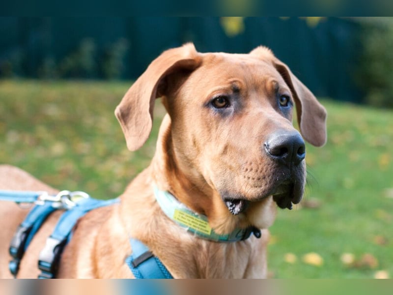 Cadillac - Power und Lebensfreude pur - Tierhilfe Franken e.V.