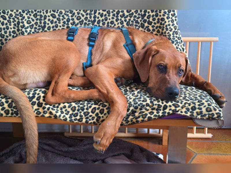 Cadillac - Power und Lebensfreude pur - Tierhilfe Franken e.V.