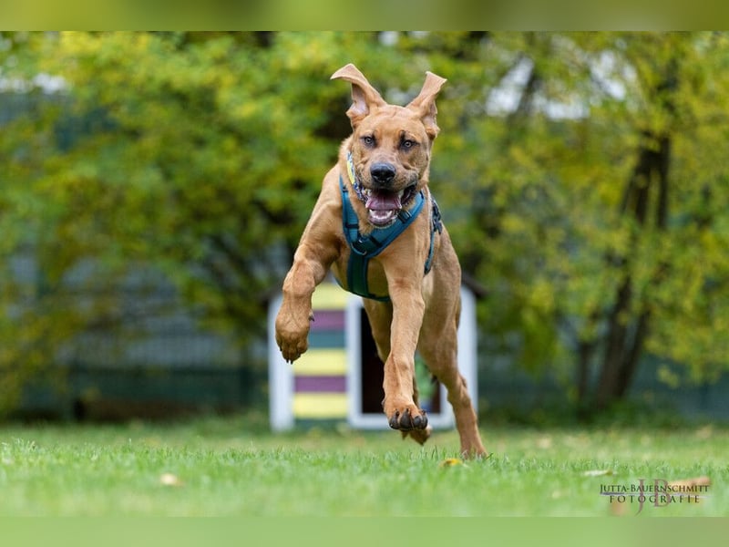 Cadillac - Power und Lebensfreude pur - Tierhilfe Franken e.V.