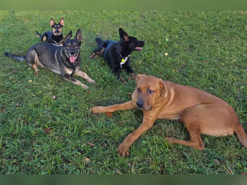 Cadillac - Power und Lebensfreude pur - Tierhilfe Franken e.V.
