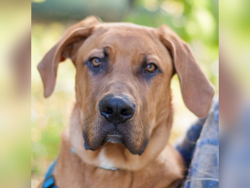 Cadillac - Power und Lebensfreude pur - Tierhilfe Franken e.V.