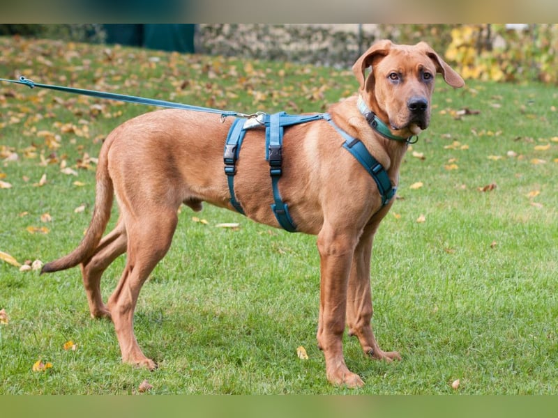 Cadillac - Power und Lebensfreude pur - Tierhilfe Franken e.V.