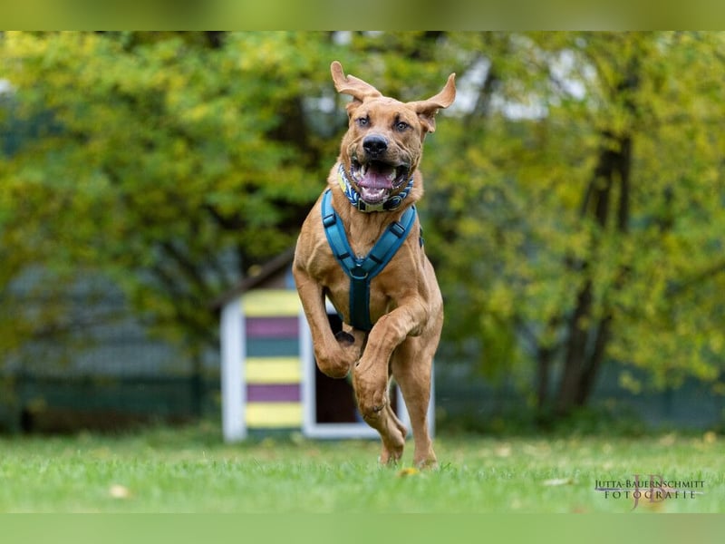 Cadillac - Power und Lebensfreude pur - Tierhilfe Franken e.V.