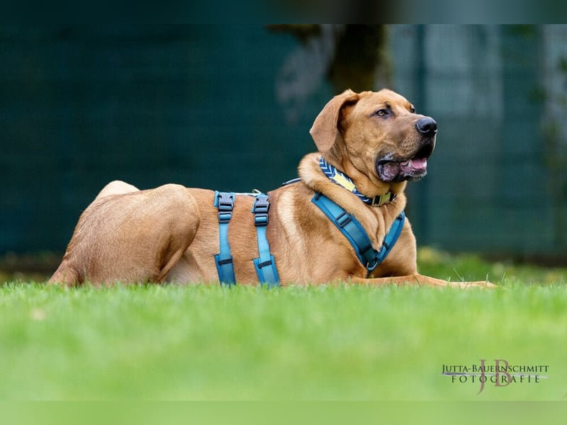 Cadillac - Power und Lebensfreude pur - Tierhilfe Franken e.V.
