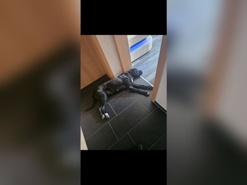 Gut erzogene Liebe Hündin Aiyla