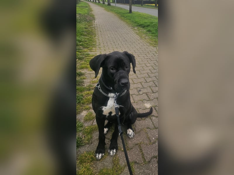Gut erzogene Liebe Hündin Aiyla