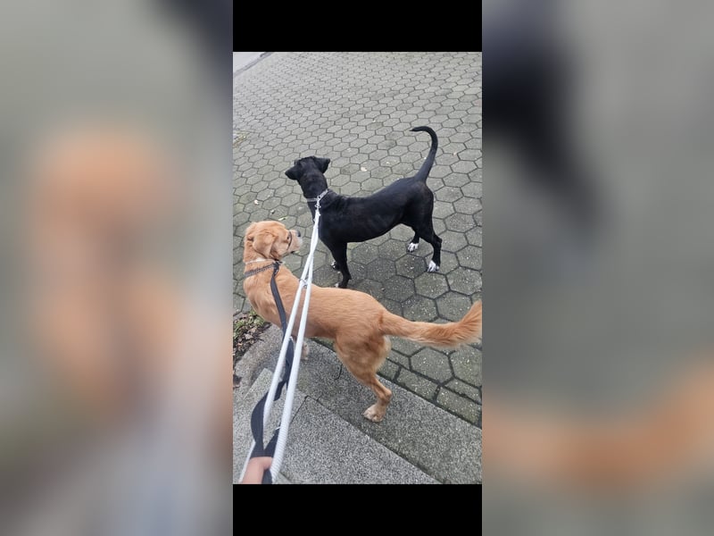 Gut erzogene Liebe Hündin Aiyla