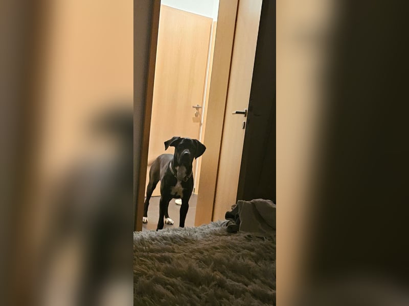 Gut erzogene Liebe Hündin Aiyla