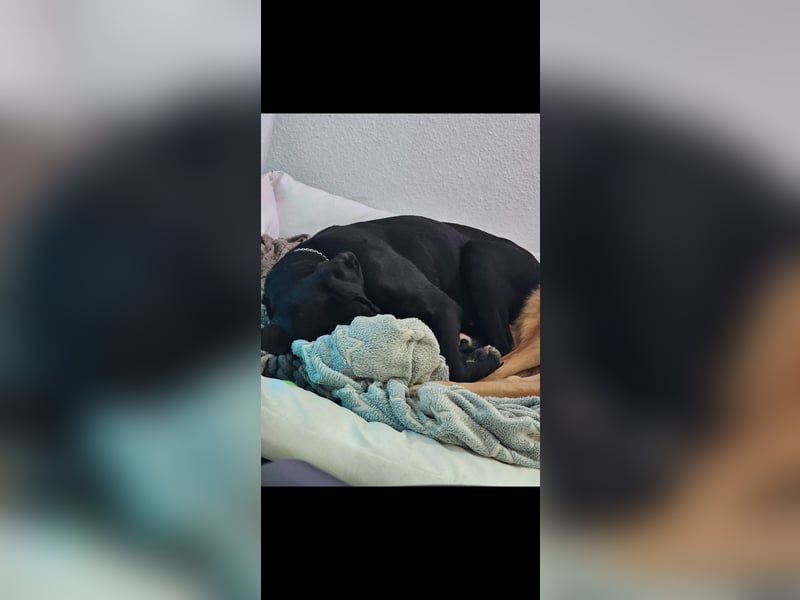 Gut erzogene Liebe Hündin Aiyla