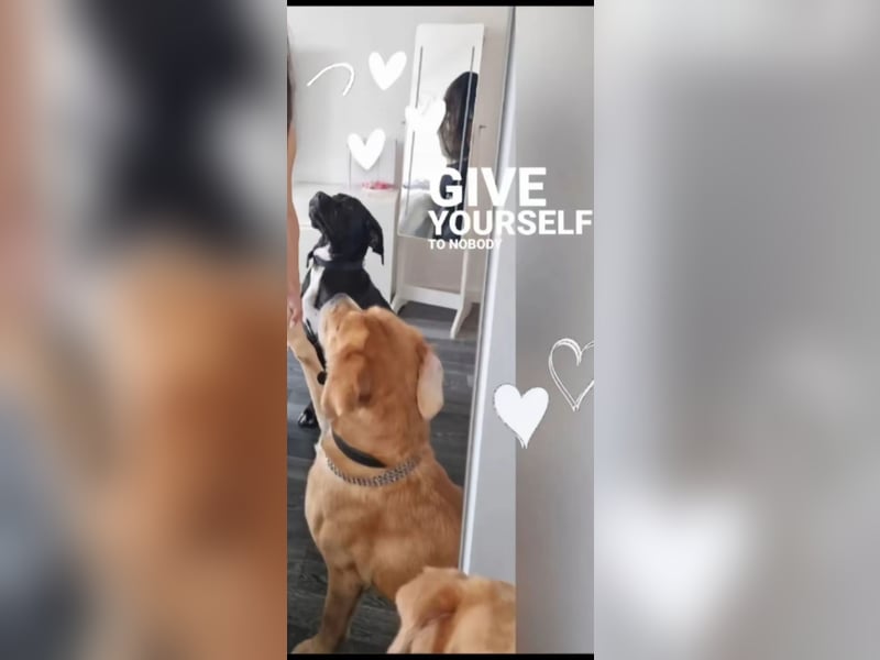 Gut erzogene Liebe Hündin Aiyla