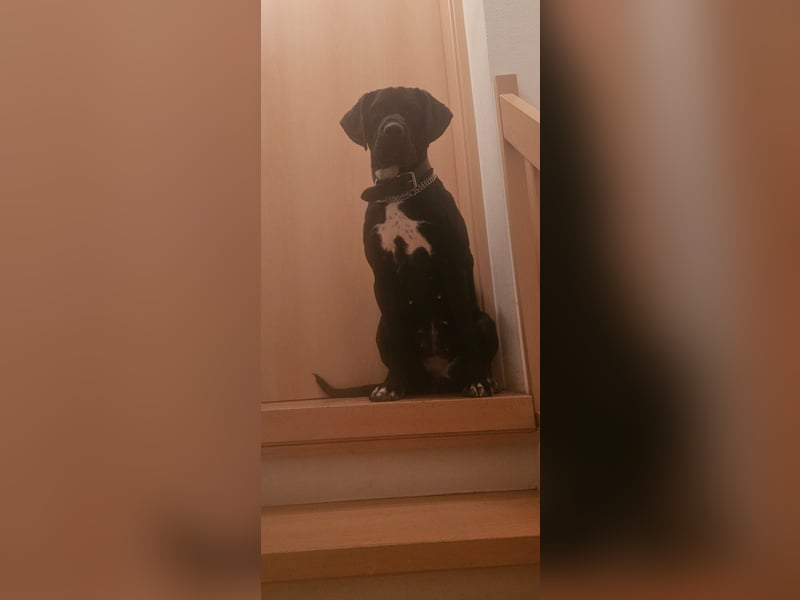 Gut erzogene Liebe Hündin Aiyla