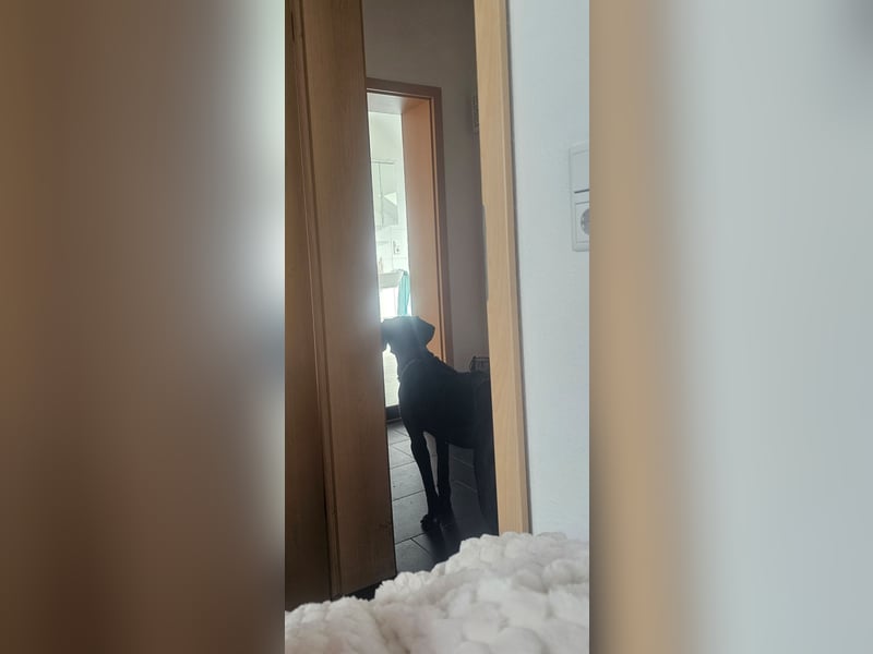 Gut erzogene Liebe Hündin Aiyla